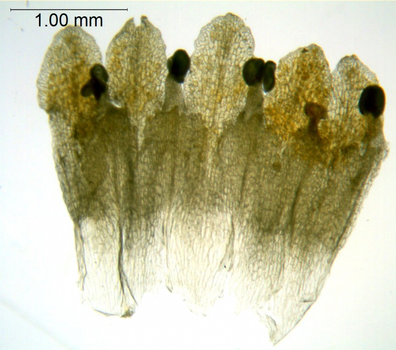 Cuscuta americana; Mexico, Van Devender 2000-745 (WLU)