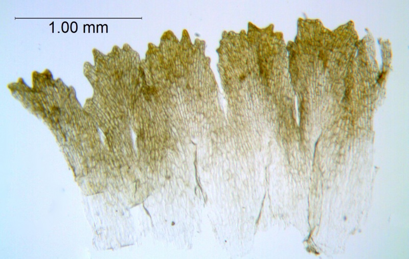 Cuscuta americana; Mexico, Van Devender 2000-745 (WLU)