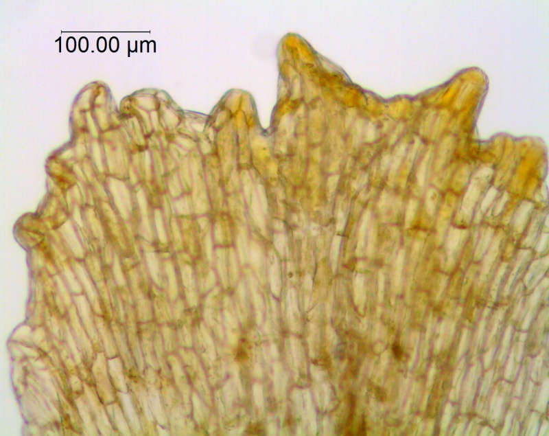 Cuscuta americana; Mexico, Van Devender 2000-745 (WLU)