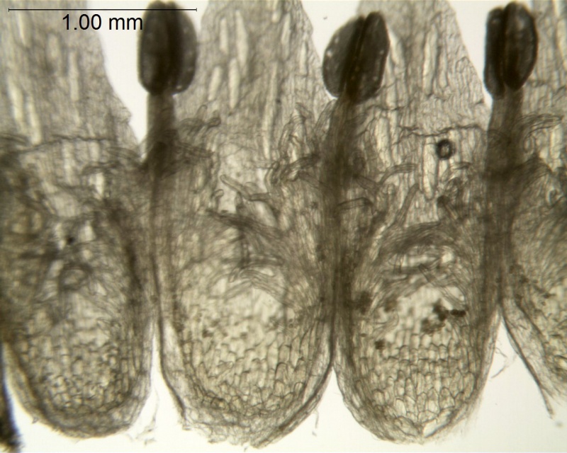 Cuscuta chinensis var. applanata; Mexico, Henrickson 12239a (RSA)