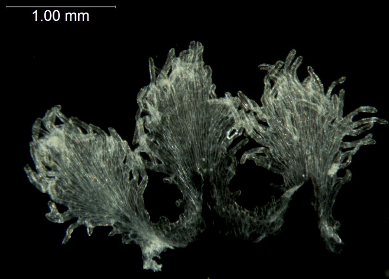 Cuscuta chinensis var. applanata; Mexico, Henrickson 12239a (RSA)
