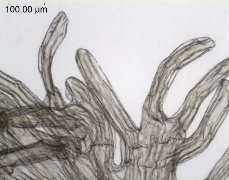 Cuscuta chinensis var. applanata; Mexico, Henrickson 12239a (RSA)