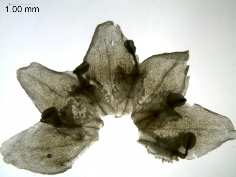 Cuscuta argentiniana; Argentina, Krapovickas & Schinini 36049 (CTES