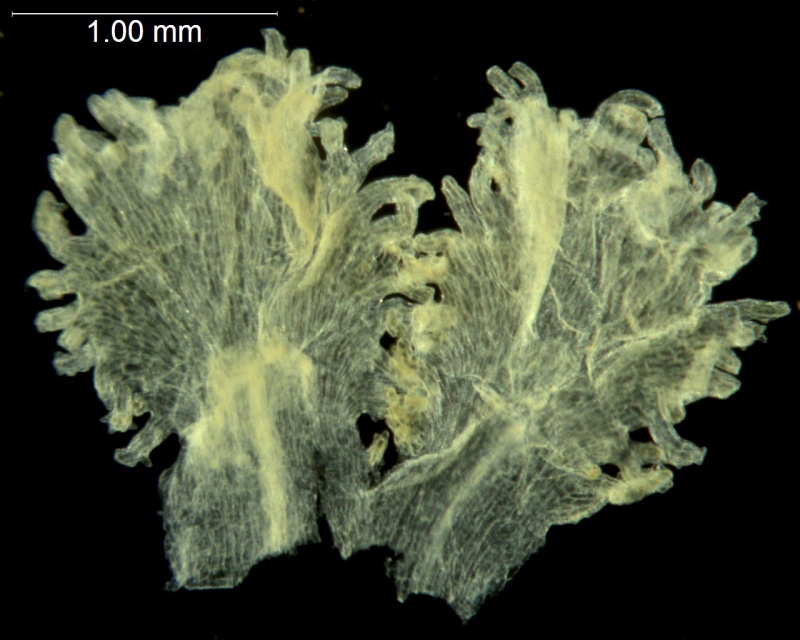 Cuscuta argentiniana; Argentina, Krapovickas & Schinini 36049 (CTES