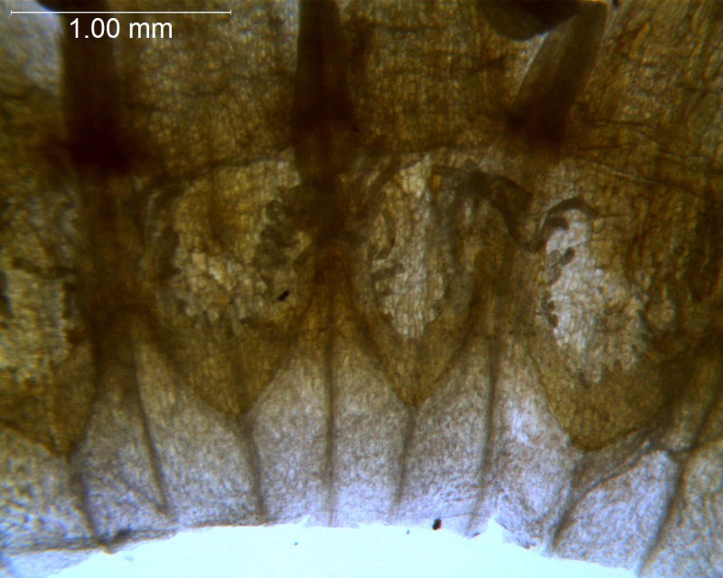 Cuscuta aurea; Mexico, Rzedowski 27017 (IEB)