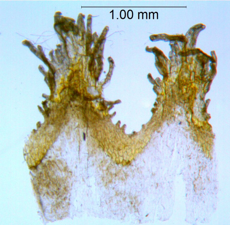 Cuscuta aurea; Mexico, Rzedowski 27017 (IEB)