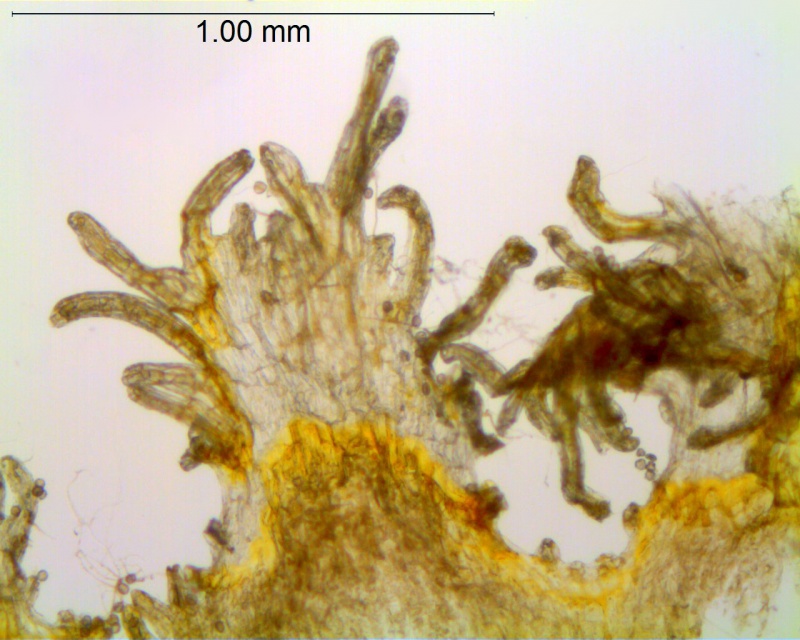 Cuscuta aurea; Mexico, Rzedowski 27017 (IEB)