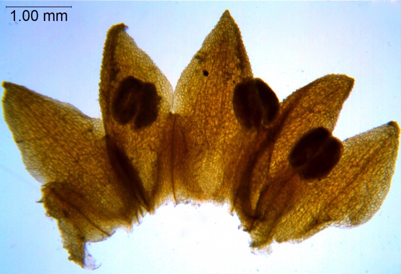 Cuscuta bella; Peru, Killip & Smith 21827 (US)