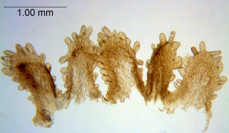 Cuscuta bella; Peru, Killip & Smith 21827 (US)