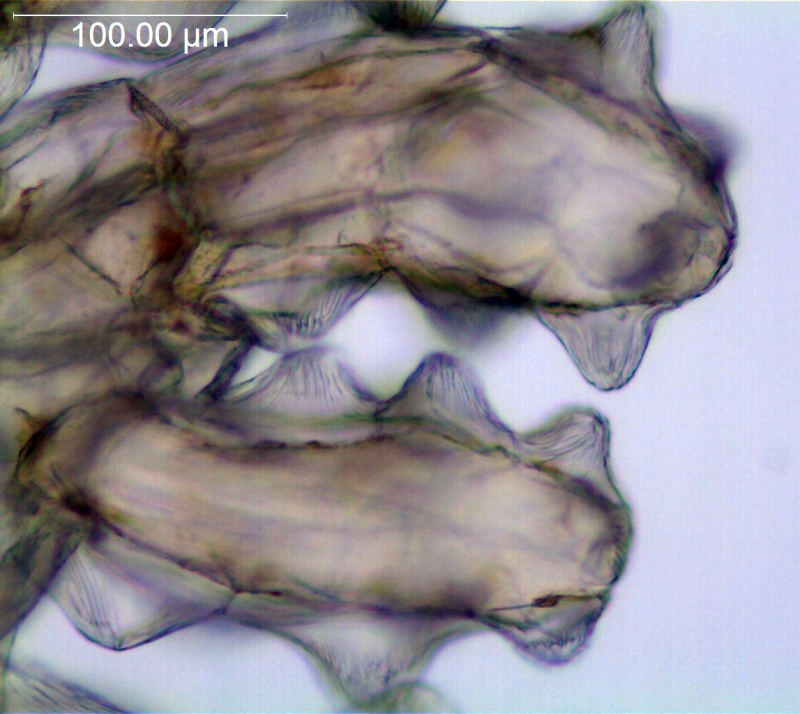Cuscuta bella; Peru, Killip & Smith 21827 (US)