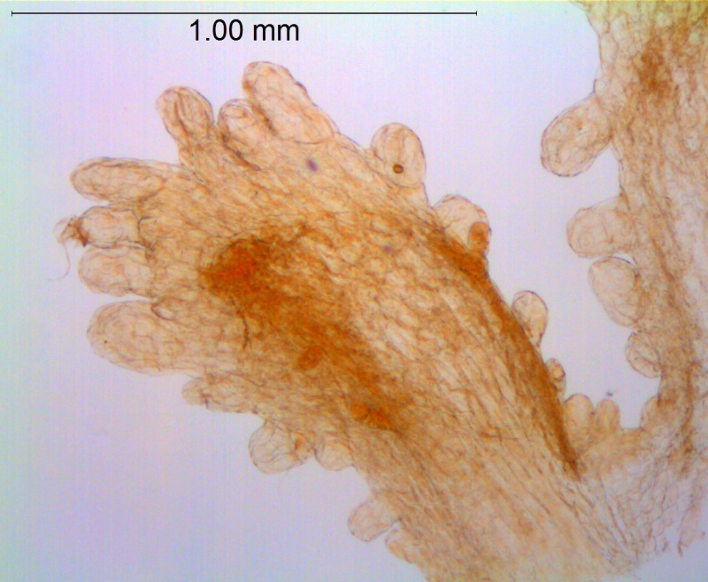 Cuscuta bella; Peru, Killip & Smith 21827 (US)
