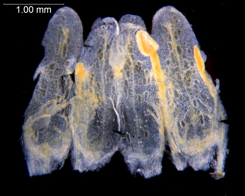 Cuscuta cephalanthi; U.S.A, Illinois, McDonald s.n. (NMS)