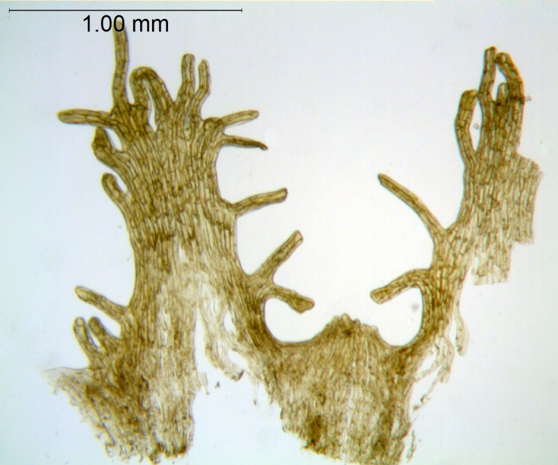 Cuscuta cephalanthi; U.S.A, Illinois, McDonald s.n. (NMS)