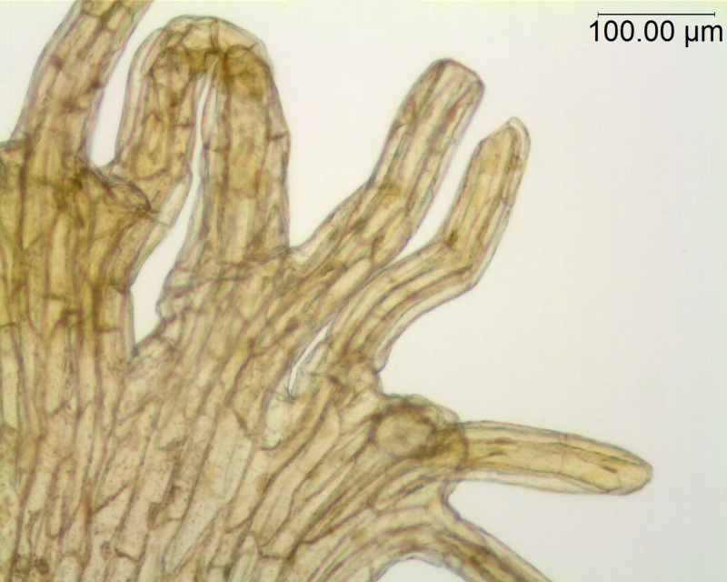 Cuscuta cephalanthi; U.S.A, Illinois, McDonald s.n. (NMS)