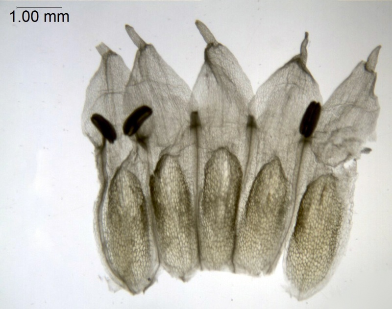 Cuscuta chapalana; Jalisco, Carrillo-Reyes & al. 468 (CIMI)