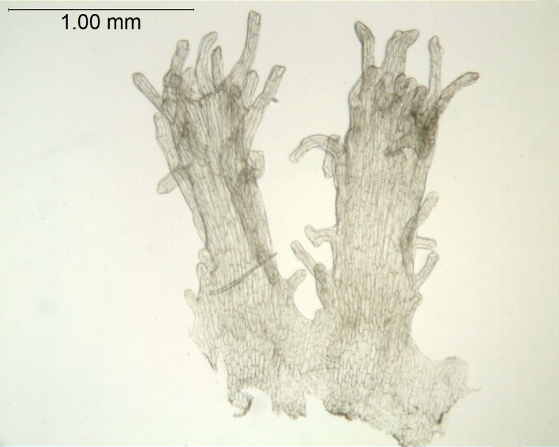 Cuscuta chapalana; Jalisco, Carrillo-Reyes & al. 468 (CIMI)