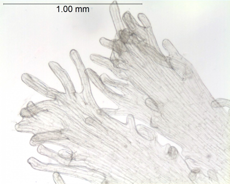 Cuscuta chapalana; Jalisco, Carrillo-Reyes & al. 468 (CIMI)