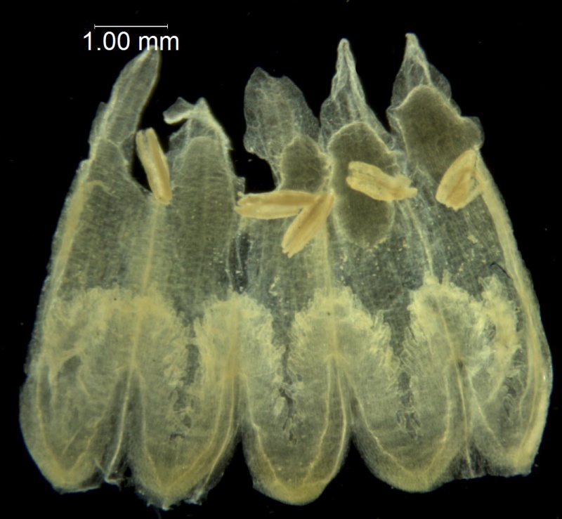 Cuscuta chilensis; Chile, Anderson 84-189 (S)