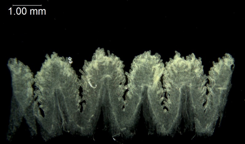 Cuscuta chilensis; Chile, Anderson 84-189 (S)