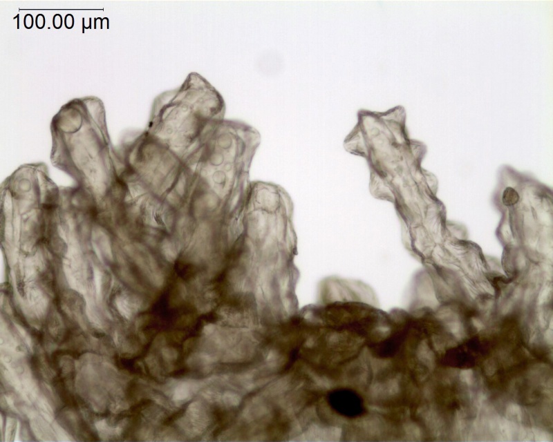 Cuscuta chilensis; Chile, Anderson 84-189 (S)