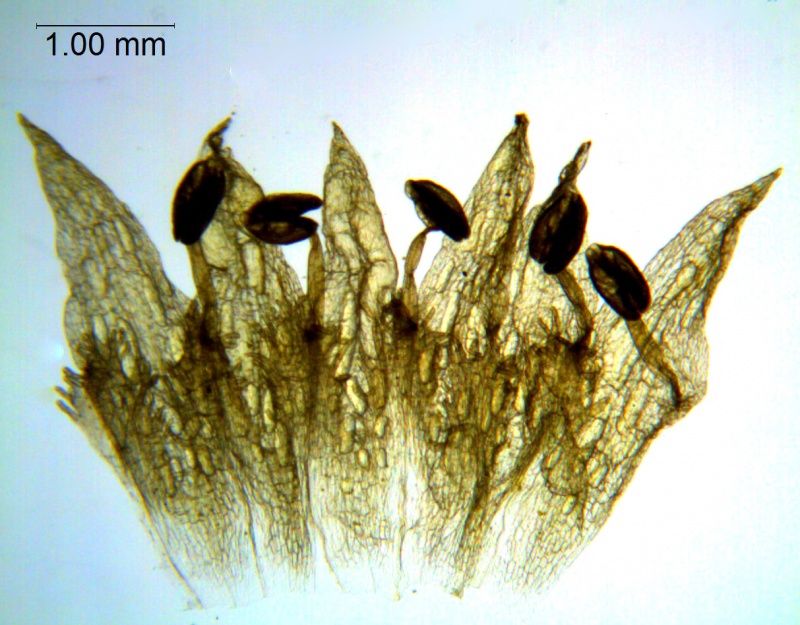 Cuscuta choisiana; Purpus 4971, (Type, US)
