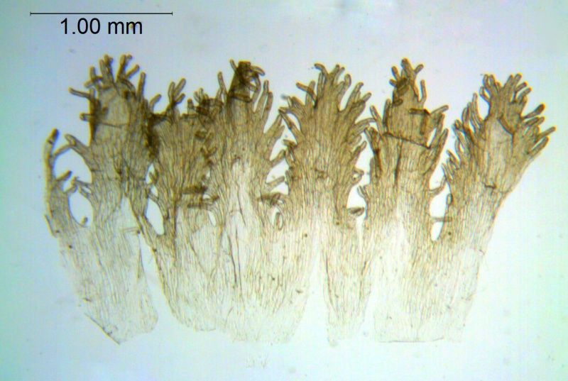 Cuscuta choisiana; Purpus 4971, (Type, US)