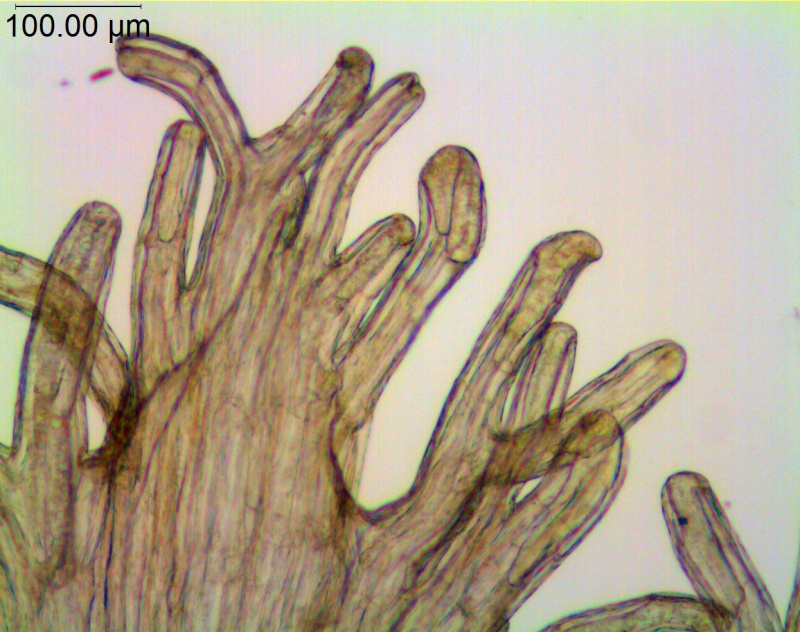 Cuscuta choisiana; Purpus 4971, (Type, US)