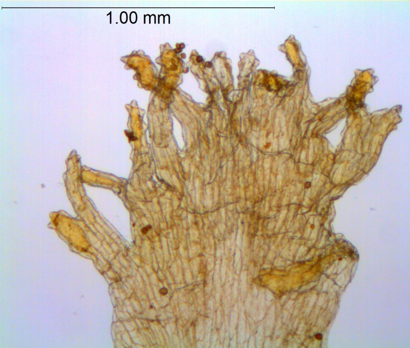 CCuscuta cockerellii; Peru, Vargas 2600 (CUS)