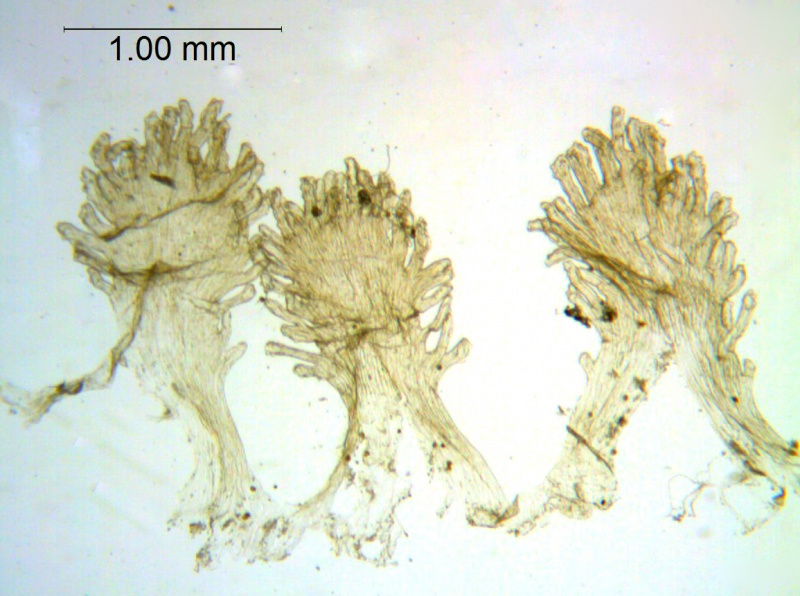 Cuscuta cockerellii; Peru, Vargas 2600 (CUS)