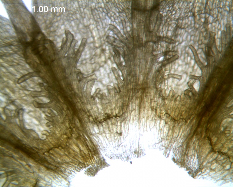 Cuscuta corniculata; Brazil, Stannard et al. 51861 (G)