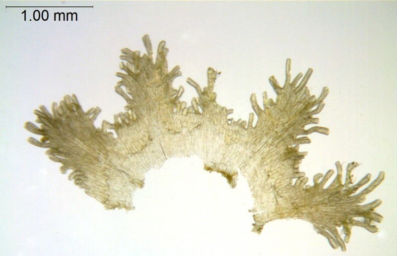 Cuscuta corniculata; Brazil, Stannard et al. 51861 (G)