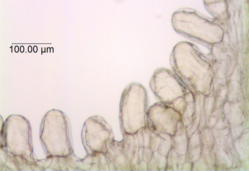 Cuscuta corymbosa var stylosa; Mexico, Rzedowski 28752 (UCR)