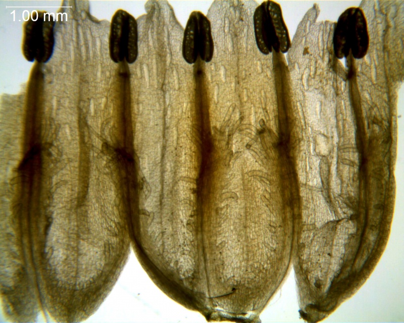 Cuscuta corymbosa var stylosa; Mexico, Rzedowski 28752 (UCR)