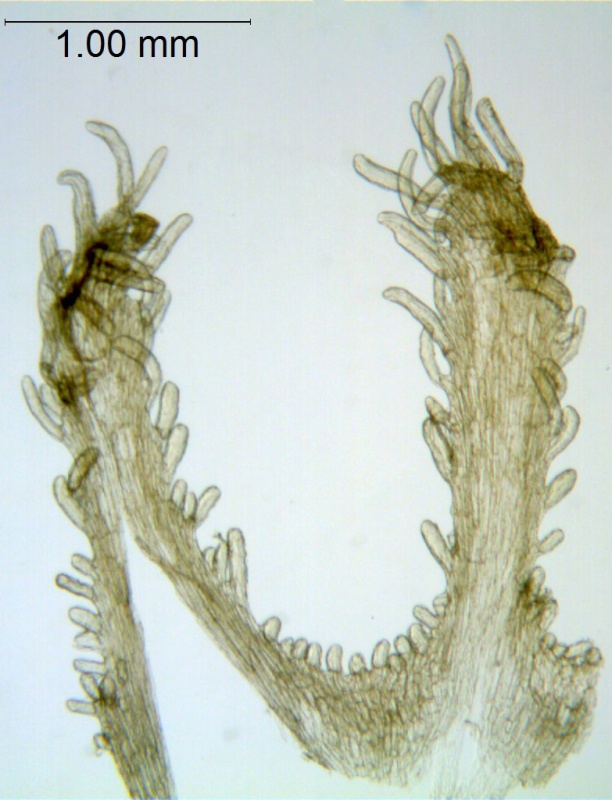 Cuscuta corymbosa var stylosa; Mexico, Rzedowski 28752 (UCR)