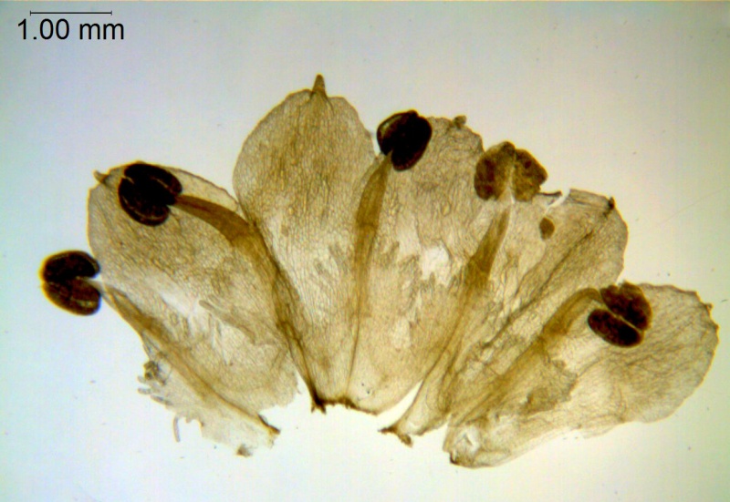 Cuscuta costaricensis; Mexico, Van Devender et al. 99-563 (WLU)