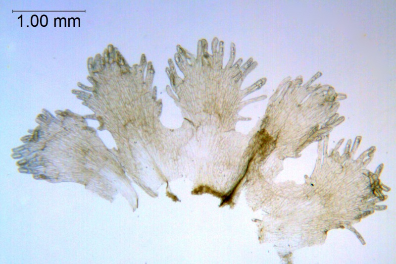 Cuscuta costaricensis; Mexico, Van Devender et al. 99-563 (WLU)