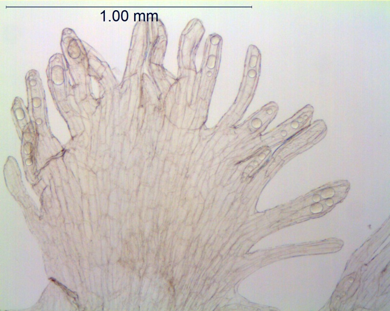 Cuscuta costaricensis; Mexico, Van Devender et al. 99-563 (WLU)