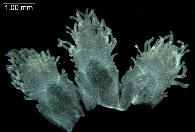 Cuscuta cotijana; Mexico, GarcÃ­a Ruiz 7412 (WLU)