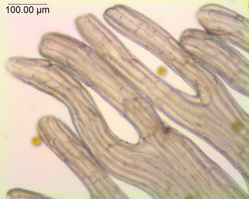 Cuscuta cotijana; Mexico, GarcÃ­a Ruiz 7412 (WLU)