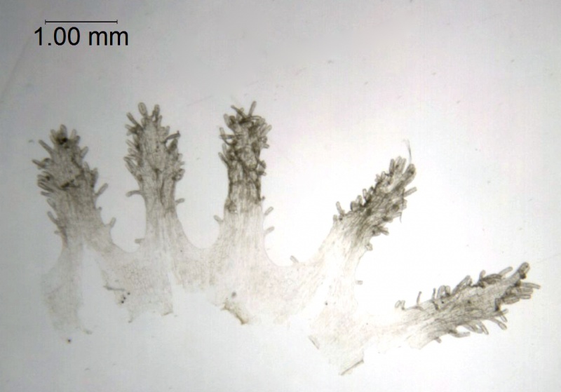 Cuscuta cozumeliensis; Guatemala, Kellerman 6580 (F)