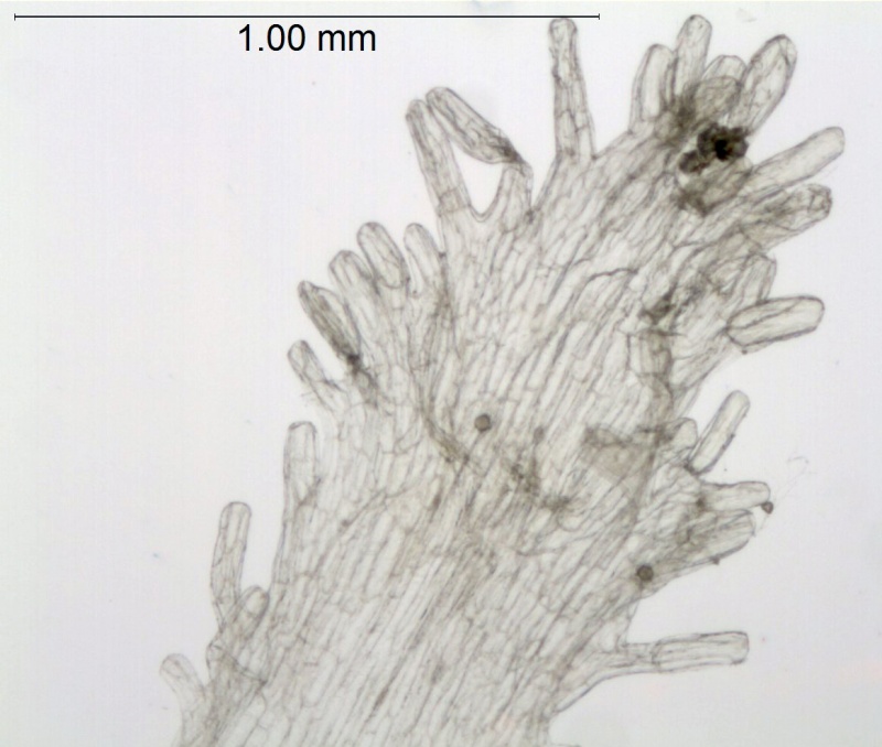 Cuscuta cozumeliensis; Guatemala, Kellerman 6580 (F)