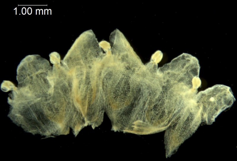 Cuscuta cristata; Argentina, Cabrera 7144 (NY)