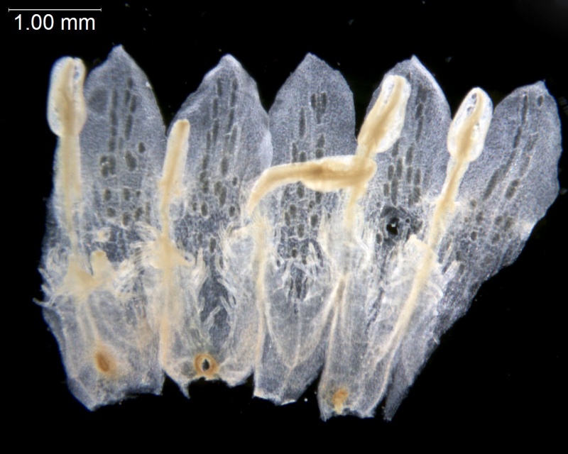 Cuscuta cuspidata; Texas, Higgins 12480 (SMU)