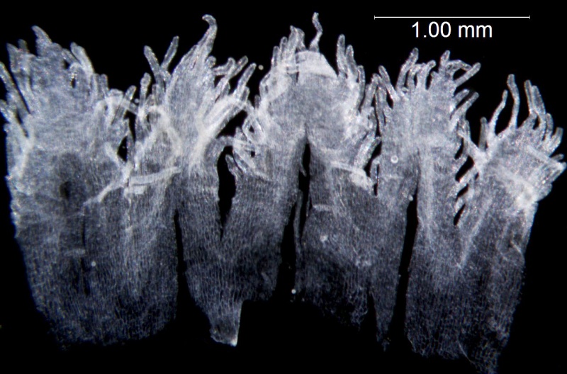 Cuscuta cuspidata; Texas, Higgins 12480 (SMU)