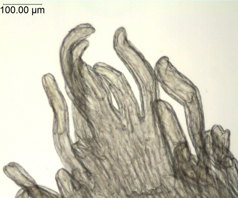 Cuscuta cuspidata; Texas, Higgins 12480 (SMU)