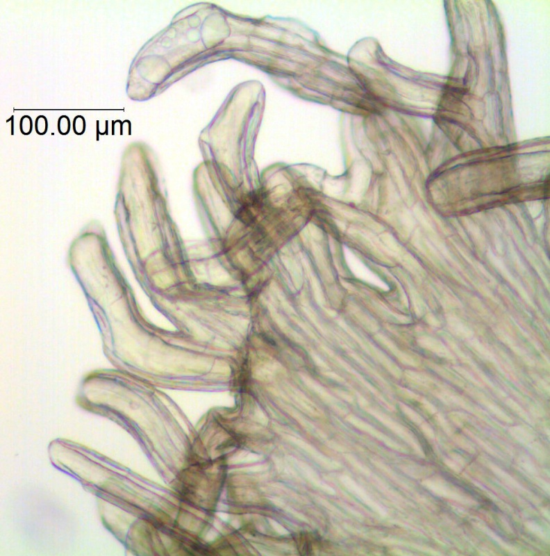 Cuscuta decipiens; Mexico, Henrickson 22781(RSA)