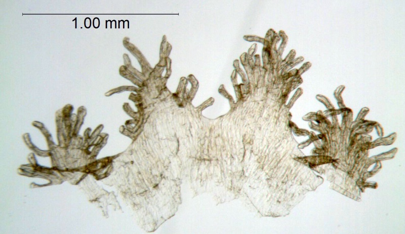 Cuscuta deltoidea; Mexico, Pringle 5350 (NMC)