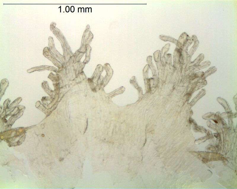 Cuscuta deltoidea; Mexico, Pringle 5350 (NMC)