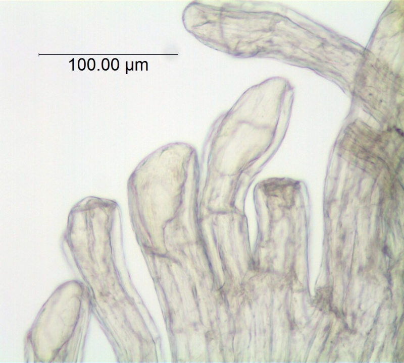 Cuscuta deltoidea; Mexico, Pringle 5350 (NMC)