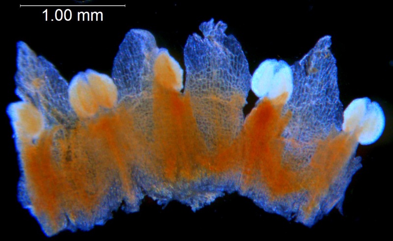 Cuscuta dentatasquamata; U.S.A., Arizona, Lemmon s.n. (UC)